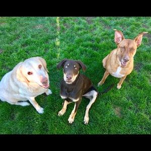 Meet your Posher, Jayme